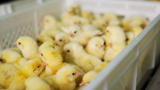 Many yellow chicks put into the white plastic box. Close up. Growing up poultry at the factory.
