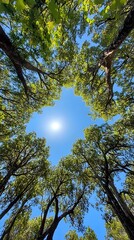 Fototapeta premium A wide-angle view of the canopy above, showcasing tall trees with lush green leaves against a clear blue sky