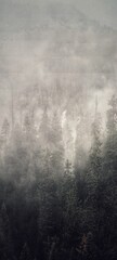Fototapeta premium Fog and forest