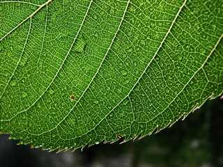 Durchscheinendes Blatt mit Wassertropfen