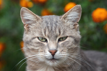 Portrait of a gray cat with beautiful eyes in nature