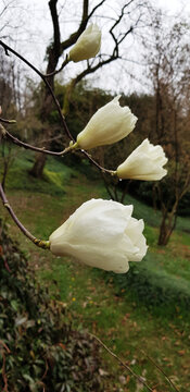 White flowers on a magnolia branch, blooming magnolia