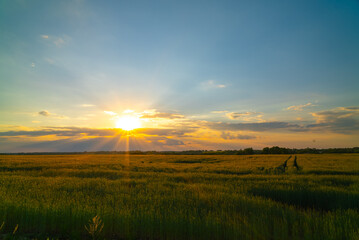 Fototapeta premium Sunset over a wheat field
