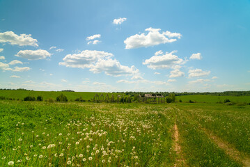 Rural landscape with abandoned cowshed and dandelions