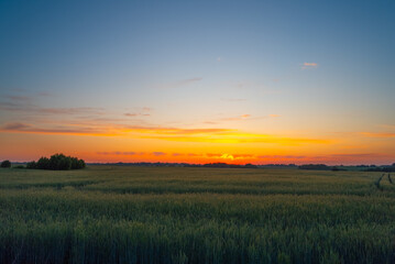 Sunset over a wheat field in spring