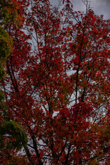 red autumn leaves