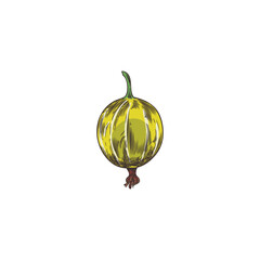Vector illustration a fresh green-yellow gooseberry berry in a sketch style on a white background