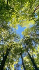 Fototapeta premium A wide-angle view of the canopy above, showcasing tall trees with lush green leaves against a clear blue sky