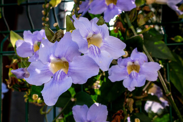 Detail of Thunbergia in the nature, Madeira, Portugal