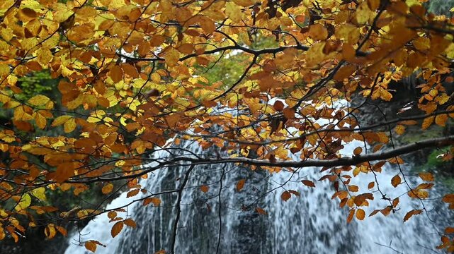 Colorful autumn leaves in front of the top of a waterfall, slow motion, Josefsthaler Wasserf&auml;lle, Bavaria