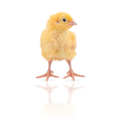 One cute fluffy yellow chick standing isolated on white background, baby quail