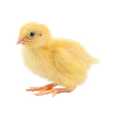 Baby of quail, fluffy yellow chick bird isolated on white background