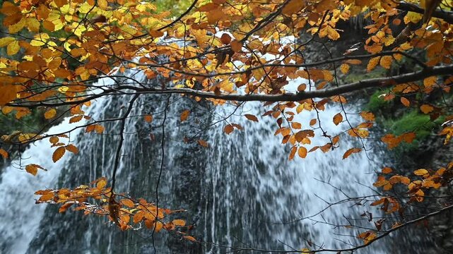 Colorful autumn leaves in front of the top of a waterfall, slow motion, Josefsthaler Wasserf&auml;lle, Bavaria