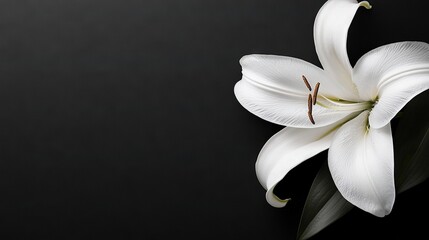 Fototapeta premium White flower close-up on black background with green stem