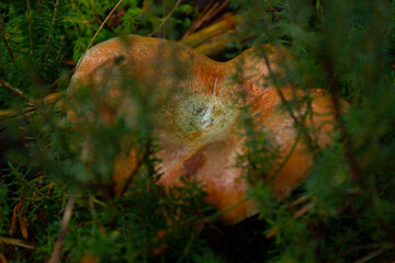 Incredible lactarius deliciosus in the mountains.
