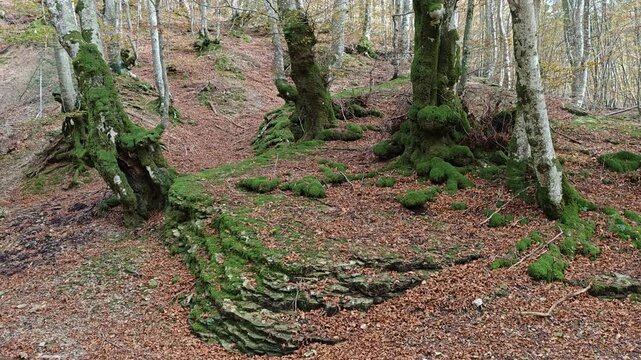 Spectacular beech forest in autumn. Detail of the roots of a beech tree in the park of Monte Cucco, Umbria region, Italy