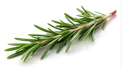 Fototapeta premium Rosemary twig isolated on white background with reflection