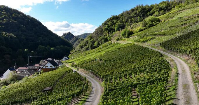 Ahr valley, Vine yards, growing of grapes for the making of wine.