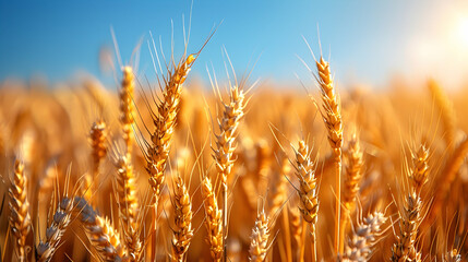 Fototapeta premium A vast field of golden wheat under a clear summer sky