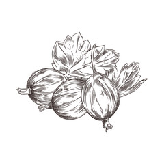 Hand-drawn vector illustration of fresh gooseberry berries and leaves on a white background