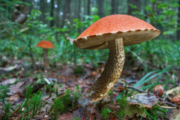 Edible boletus mushroom grows in the forest. Close-up photo.