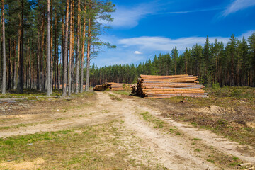 Stack with harvested pine wood. Wood warehouse. Timber.