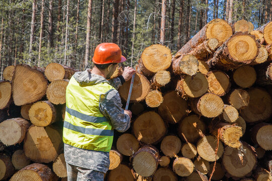 A man in work clothes works in the forest. Forestry industry worker.