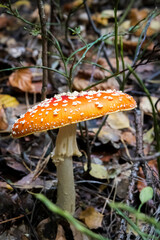 Fly-agaric mushroom in forest