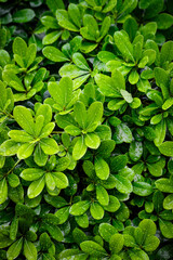 Wallpaper of green plants