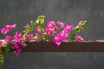 Pink bougainvillea flowering branch with young green leaves on iron fence against a gray wall at the spring. Ornamental creeping plant illuminated by the sun.