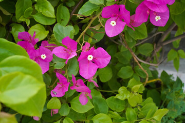 Bougainvillea spectabilis pink bracts and white flowers in close-up. Flowering branches of an ornamental southern shrub. Natural background.