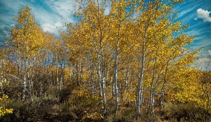 Aspen trees showing autumn fall colors in the Steens mountains near Frenchglen Oregon