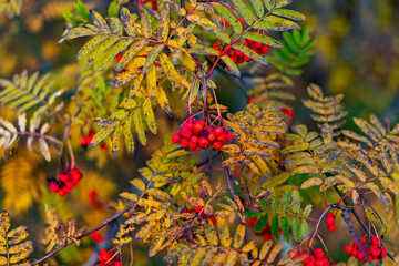 Ripe rowan berries and yellowed rowan leaves in autumn. Medicinal plant. Beauty of nature. Autumn...