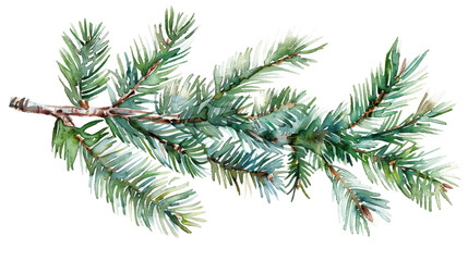 watercolor drawing of a fir tree branch isolated on white or transparent png