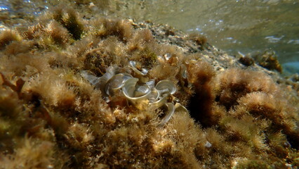 Small brown algae Peacock tail (Padina pavonica) undersea, Aegean Sea, Greece, Halkidiki, Kakoudia beach
