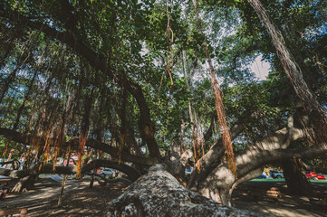 Majestic banyan tree with sprawling branches and hanging aerial roots in an urban park, providing a...