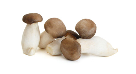 King oyster mushroom Pleurotus eryngii on white background