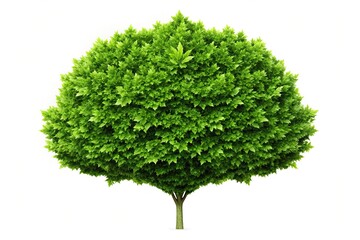 Obraz premium Silhouette of lush green bush on white background isolated