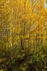 Aspen trees showing autumn fall colors in the Steens mountains near Frenchglen Oregon