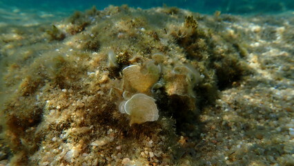 Small brown algae Peacock tail (Padina pavonica) undersea, Aegean Sea, Greece, Halkidiki, Kakoudia beach