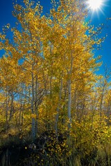 Aspen trees showing autumn fall colors with a sunburst in the Steens mountains near Frenchglen Oregon