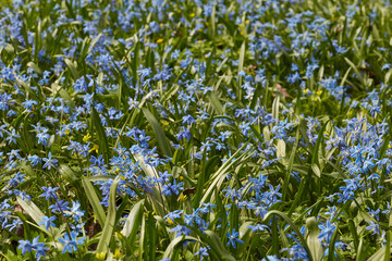 Field of blooming scilla siberica flowers in early spring
