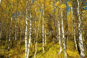 Aspen trees showing autumn fall colors in the Steens mountains near Frenchglen Oregon