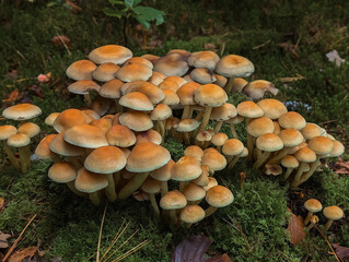 Champignons sauvages en forêt : Texture et forme naturelles