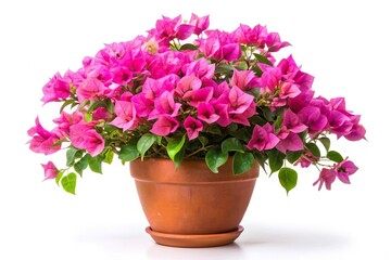 Pink Bougainvillea flowers in clay plant pot on white background with clipping path reflected