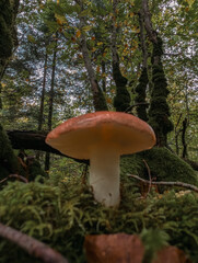 Fototapeta premium Champignons sauvages en forêt : Texture et forme naturelles