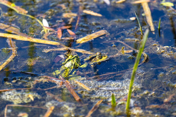 Toads, frogs mate in a pond, river, lake. Mating season for frogs. The sun's rays illuminate beautifully. Amphibian.