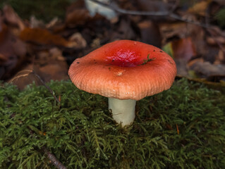 Champignons sauvages en forêt : Texture et forme naturelles