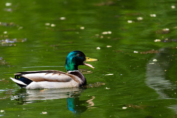 Ducks sleep, clean their feathers, eat algae. Ducks are beautifully reflected in water. A family of ducks, geese swims in a water channel, river, lake.
