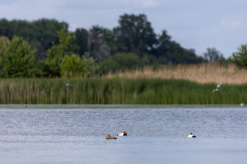 Ducks sleep, clean their feathers, eat algae. Ducks are beautifully reflected in water. A family of ducks, geese swims in a water channel, river, lake.